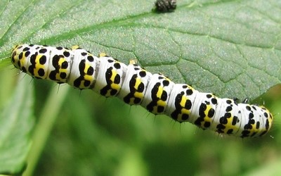 Chenille de la cucullie de la scrophulaire