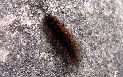 Chenille de l'écaille civique