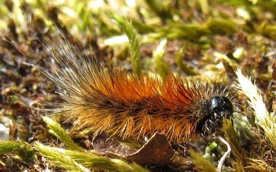 Chenille de l'écaille du plantain