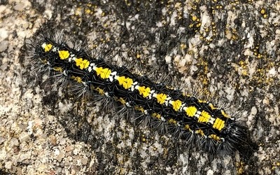 Chenille de l'écaille marbrée