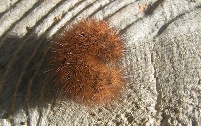 Chenille de l'écaille mendiante