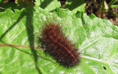 Chenille de l'écaille tigrée