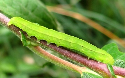 Chenille de la découpure