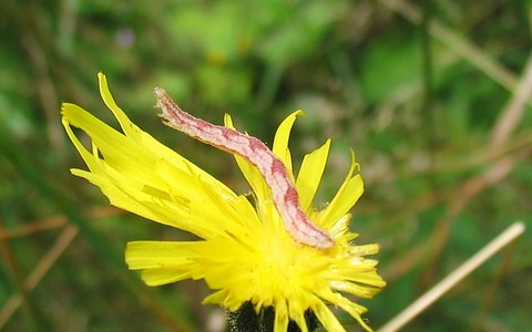 Chenille - Eupithecia sp