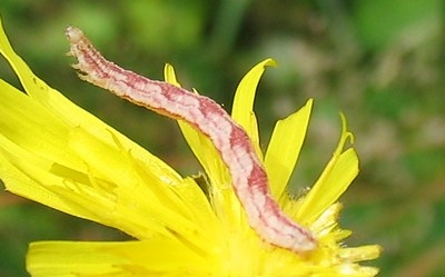 Chenille Eupithecia sp
