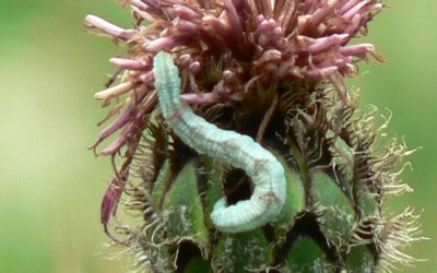 Chenille Eupithecia sp
