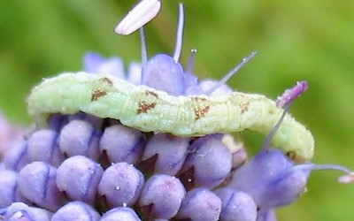 Chenille Eupithecia sp