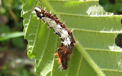 Chenille du gamma