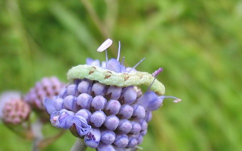 Chenille - Eupithecia sp