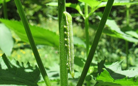 Chenille - La gothique - Orthosia gothica