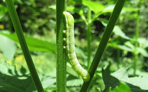 Chenille - La gothique - Orthosia gothica