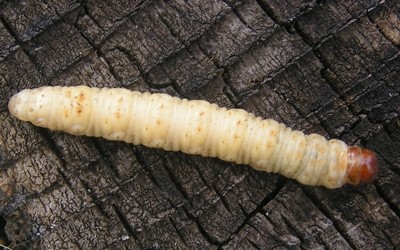 Chenille de l'hépiale du houblon