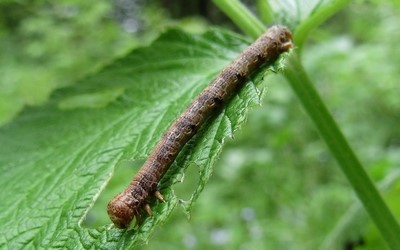 Chenille de l'hibernie hâtive