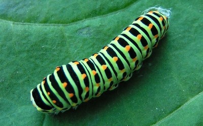 Chenille du machaon