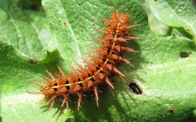 Chenille du moyen nacré