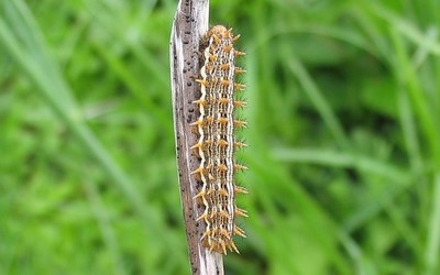 Chenille du nacré de la ronce