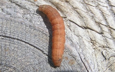 Chenille de la noctuelle à l double
