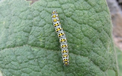 Chenille de la noctuelle de la breche