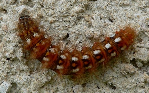 Chenille de la noctuelle de la patience