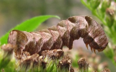 Chenille de la noctuelle de la persicaire
