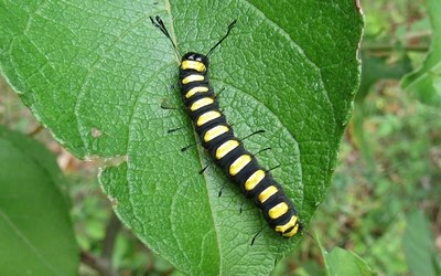 Chenille de la noctuelle de l'aulne