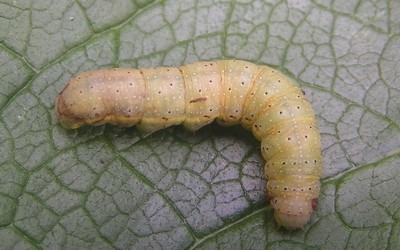 Chenille de la noctuelle des potagers