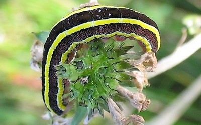 Chenille de la noctuelle du pois