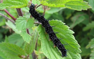 Chenille du paon de jour