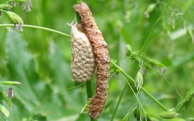 Chenille parasitée