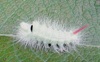 Chenille de la patte étendue