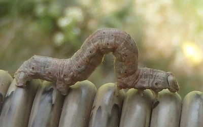Chenille de la phalène de l'ansérine