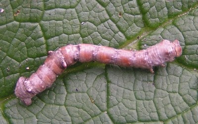 Chenille de la phalène du bouleau