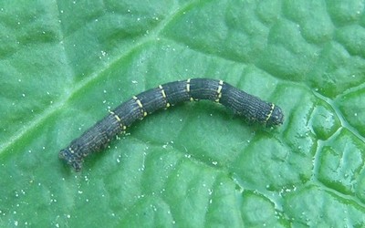 Chenille de la phalène hérissée