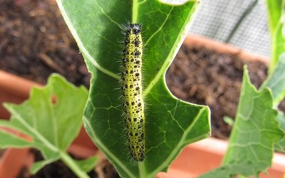 Chenille de la piéride du chou