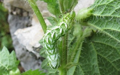 Chenille de la plusie de l'ortie