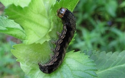 Chenille de la proprette