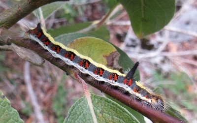 Chenille du psi