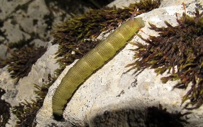 Chenille du sphinx bourdon