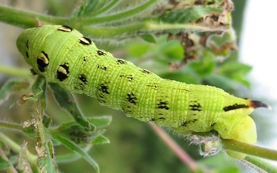 Chenille du grand sphinx de la vigne