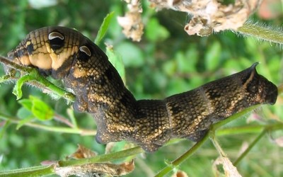 Chenille du grand sphinx de la vigne