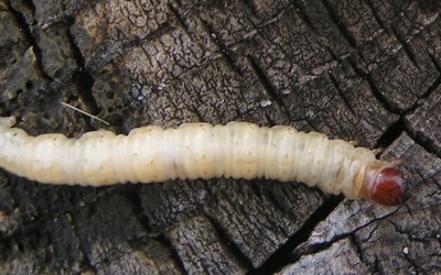 Chenille de la sylvine