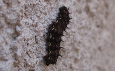 Chenille du vulcain