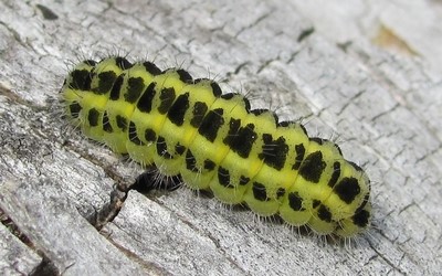 Chenille de la zygène