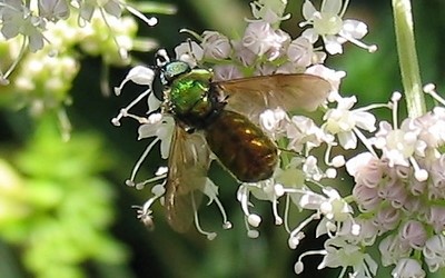 La chloromyie agréable
