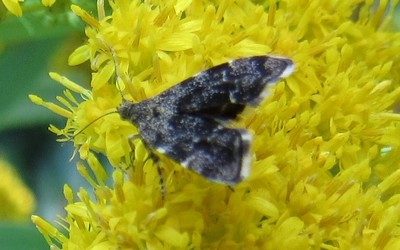 Anthophila fabriciana