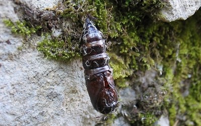 Chrysalide de la nonne