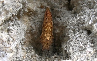 Chrysalide de la petite tortue