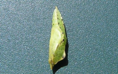 Chrysalide de la piéride du navet
