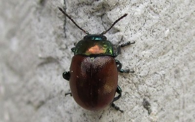 Chrysolina Polita