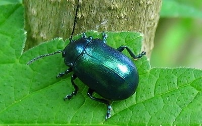 La chrysomèle alpine des composées
